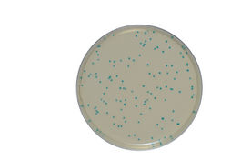 Хромогенные питательные среды для выявления Listeria monocytogenes